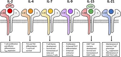 Fueling Cancer Immunotherapy With Common Gamma Chain Cytokines